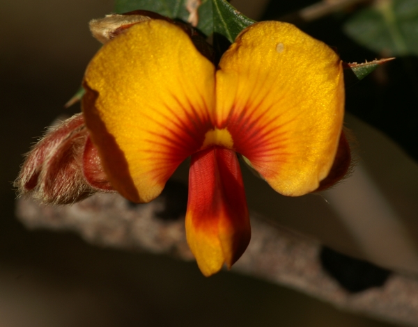 Platylobium obtusangulum